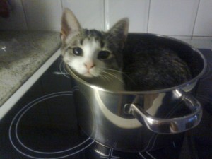 Elli kissani entisessä kodissani, ei hätää, kattilassa ei ollut mitään enkä meinannu syödä Elliä(: